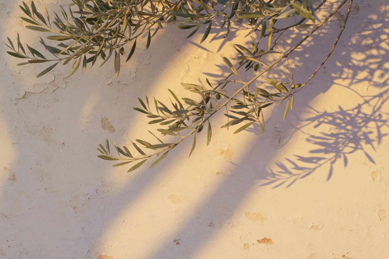 Olive Hour